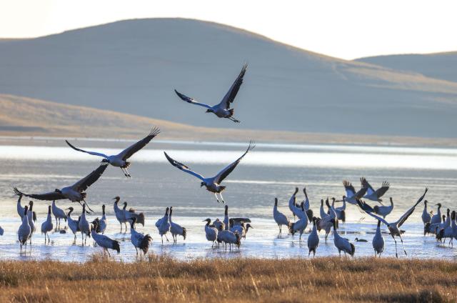 (251130) -- ZHAOTONG, Nov. 30, 2025 (Xinhua) -- Black-necked cranes rest at a wetland of the Yunnan Dashanbao National Nature Reserve for Black-necked Cranes in Zhaotong City, southwest China's Yunnan Province, on Nov. 29, 2025. Yunnan Dashanbao National Nature Reserve for Black-necked Cranes is a significant wintering habitat and transfer station for migratory black-necked cranes on the Yunnan-Guizhou Plateau. At present, more than a thousand black-necked cranes have flown to the nature reserve to winter here. (Photo by Hu Panxue/Xinhua)