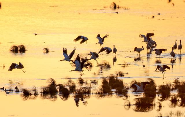 (251130) -- ZHAOTONG, Nov. 30, 2025 (Xinhua) -- Black-necked cranes rest at a wetland of the Yunnan Dashanbao National Nature Reserve for Black-necked Cranes in Zhaotong City, southwest China's Yunnan Province, on Nov. 29, 2025. Yunnan Dashanbao National Nature Reserve for Black-necked Cranes is a significant wintering habitat and transfer station for migratory black-necked cranes on the Yunnan-Guizhou Plateau. At present, more than a thousand black-necked cranes have flown to the nature reserve to winter here. (Photo by Hu Panxue/Xinhua)