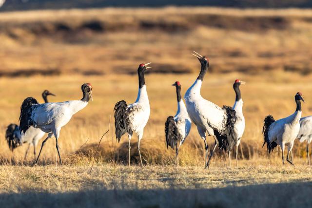 (251130) -- ZHAOTONG, Nov. 30, 2025 (Xinhua) -- Black-necked cranes rest at a wetland of the Yunnan Dashanbao National Nature Reserve for Black-necked Cranes in Zhaotong City, southwest China's Yunnan Province, on Nov. 29, 2025. Yunnan Dashanbao National Nature Reserve for Black-necked Cranes is a significant wintering habitat and transfer station for migratory black-necked cranes on the Yunnan-Guizhou Plateau. At present, more than a thousand black-necked cranes have flown to the nature reserve to winter here. (Photo by Chen Xi/Xinhua)
