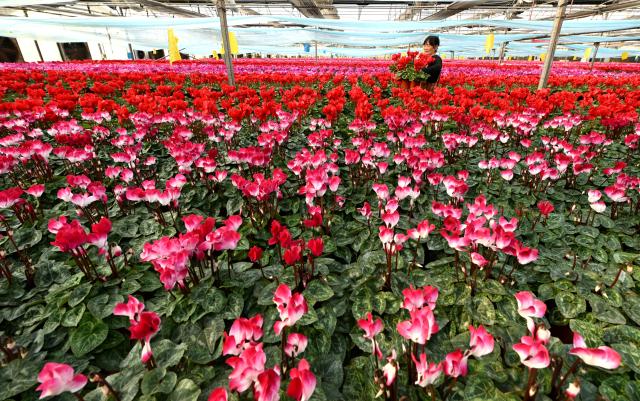 (251130) -- SHIJIAZHUANG, Nov. 30, 2025 (Xinhua) -- Flower farmers select flowers for packaging and delivery at a flower base in Luancheng District of Shijiazhuang, north China's Hebei Province, on Nov. 30, 2025. Some 200,000 flower plants of various kinds bloom at the flower base at present, which will be supplied to the market after selection by farmers. (Photo by Chen Qibao/Xinhua)