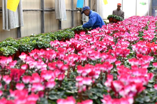 (251130) -- SHIJIAZHUANG, Nov. 30, 2025 (Xinhua) -- Flower farmers select flowers for packaging and delivery at a flower base in Luancheng District of Shijiazhuang, north China's Hebei Province, on Nov. 30, 2025. Some 200,000 flower plants of various kinds bloom at the flower base at present, which will be supplied to the market after selection by farmers. (Photo by Chen Qibao/Xinhua)