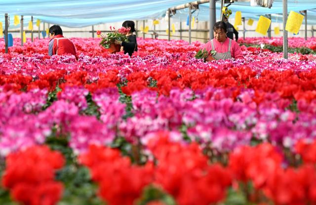 (251130) -- SHIJIAZHUANG, Nov. 30, 2025 (Xinhua) -- Flower farmers select flowers for packaging and delivery at a flower base in Luancheng District of Shijiazhuang, north China's Hebei Province, on Nov. 30, 2025. Some 200,000 flower plants of various kinds bloom at the flower base at present, which will be supplied to the market after selection by farmers. (Photo by Chen Qibao/Xinhua)