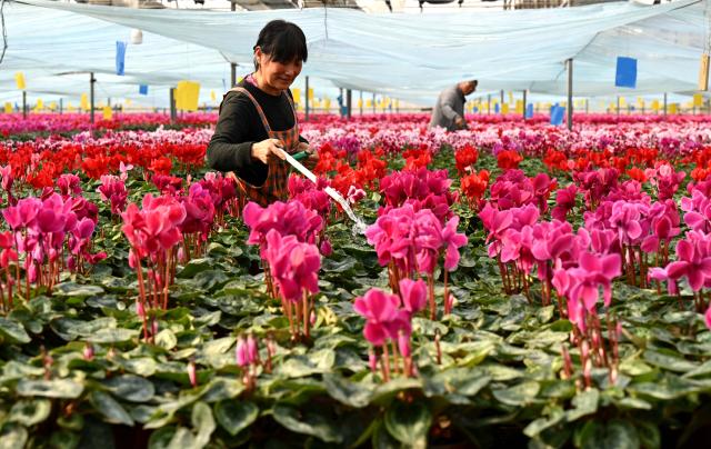 (251130) -- SHIJIAZHUANG, Nov. 30, 2025 (Xinhua) -- Flower farmers take care of flowers at a flower base in Luancheng District of Shijiazhuang, north China's Hebei Province, on Nov. 30, 2025. Some 200,000 flower plants of various kinds bloom at the flower base at present, which will be supplied to the market after selection by farmers. (Photo by Chen Qibao/Xinhua)