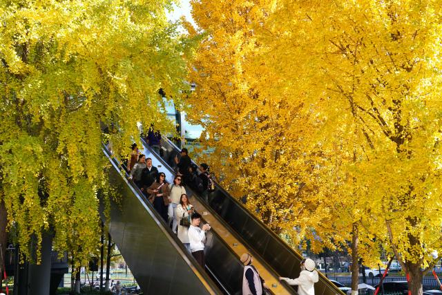 (251130) -- BEIJING, Nov. 30, 2025 (Xinhua) -- People take photos on an escalator among ginkgo trees in Hangzhou City, east China's Zhejiang Province, Nov. 30, 2025. (Photo by Zhuang Yingchang/Xinhua)