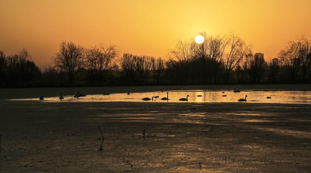 (251130) -- BEIJING, Nov. 30, 2025 (Xinhua) -- A flock of birds rest at a wetland park in Zhangye, northwest China's Gansu Province, Nov. 30, 2025. (Photo by Chen Li/Xinhua)