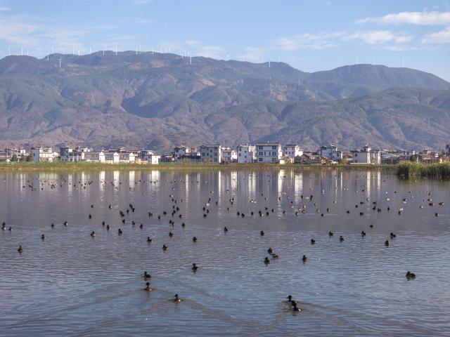 (251130) -- BEIJING, Nov. 30, 2025 (Xinhua) -- A drone photo shows a flock of birds foraging in a wetland in Eryuan County, Dali Bai Autonomous Prefecture, southwest China's Yunnan Province, Nov. 30, 2025. (Photo by Luo Xincai/Xinhua)