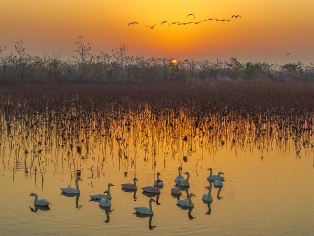 (251201) -- BEIJING, Dec. 1, 2025 (Xinhua) -- A drone photo shows a flock of birds foraging in a wetland in Xinghua, east China's Jiangsu Province, Nov. 30, 2025. (Photo by Zhou Shegen/Xinhua)