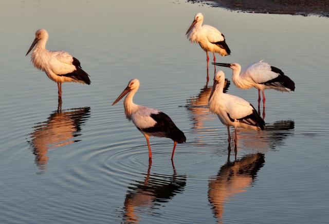(251201) -- SHIJIAZHUANG, Dec. 1, 2025 (Xinhua) -- An aerial drone photo taken on Nov. 30, 2025 shows oriental white storks foraging on a coastal wetland in Tangshan, north China's Hebei Province. Coastal wetlands in the city of Tangshan are important habitats for migratory birds. (Xinhua/Yang Shiyao)
