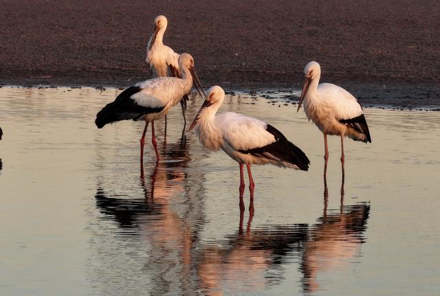 (251201) -- SHIJIAZHUANG, Dec. 1, 2025 (Xinhua) -- An aerial drone photo taken on Nov. 30, 2025 shows oriental white storks foraging on a coastal wetland in Tangshan, north China's Hebei Province. Coastal wetlands in the city of Tangshan are important habitats for migratory birds. (Xinhua/Yang Shiyao)