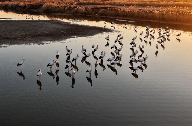 (251201) -- SHIJIAZHUANG, Dec. 1, 2025 (Xinhua) -- An aerial drone photo taken on Nov. 30, 2025 shows oriental white storks foraging on a coastal wetland in Tangshan, north China's Hebei Province. Coastal wetlands in the city of Tangshan are important habitats for migratory birds. (Xinhua/Yang Shiyao)