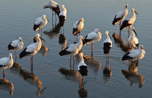 (251201) -- SHIJIAZHUANG, Dec. 1, 2025 (Xinhua) -- An aerial drone photo taken on Nov. 30, 2025 shows oriental white storks foraging on a coastal wetland in Tangshan, north China's Hebei Province. Coastal wetlands in the city of Tangshan are important habitats for migratory birds. (Xinhua/Yang Shiyao)
