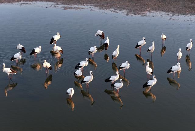 (251201) -- SHIJIAZHUANG, Dec. 1, 2025 (Xinhua) -- An aerial drone photo taken on Nov. 30, 2025 shows oriental white storks foraging on a coastal wetland in Tangshan, north China's Hebei Province. Coastal wetlands in the city of Tangshan are important habitats for migratory birds. (Xinhua/Yang Shiyao)