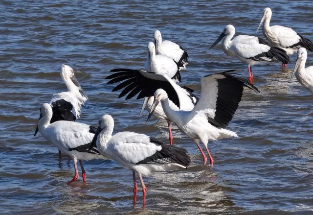(251201) -- SHIJIAZHUANG, Dec. 1, 2025 (Xinhua) -- An aerial drone photo taken on Nov. 30, 2025 shows oriental white storks foraging on a coastal wetland in Tangshan, north China's Hebei Province. Coastal wetlands in the city of Tangshan are important habitats for migratory birds. (Xinhua/Yang Shiyao)