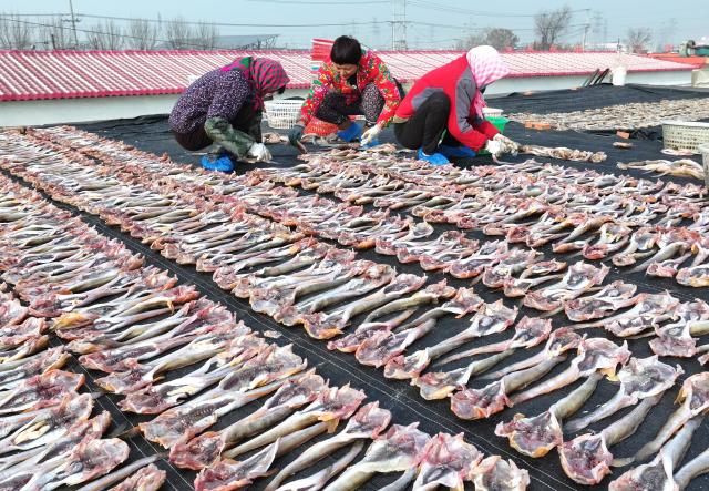 (251201) -- SHIJIAZHUANG, Dec. 1, 2025 (Xinhua) -- A drone photo taken on Nov. 30, 2025 shows the locals airing fish in Heiyanzi Town in Fengnan District of Tangshan City, north China's Hebei Province. Fishermen take advantage of the fine weather to process and dry fish, shrimp and other seafood to supply the market. (Xinhua/Yang Shiyao)