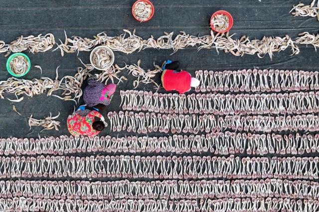 (251201) -- SHIJIAZHUANG, Dec. 1, 2025 (Xinhua) -- An aerial drone photo taken on Nov. 30, 2025 shows the locals airing fish in Heiyanzi Town in Fengnan District of Tangshan City, north China's Hebei Province. Fishermen take advantage of the fine weather to process and dry fish, shrimp and other seafood to supply the market. (Xinhua/Yang Shiyao)