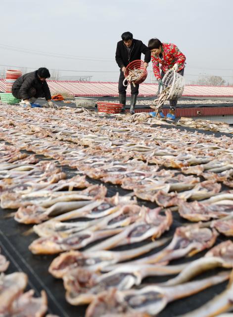 (251201) -- SHIJIAZHUANG, Dec. 1, 2025 (Xinhua) -- The locals air fish in Heiyanzi Town in Fengnan District of Tangshan City, north China's Hebei Province, Nov. 30, 2025. Fishermen take advantage of the fine weather to process and dry fish, shrimp and other seafood to supply the market. (Xinhua/Yang Shiyao)
