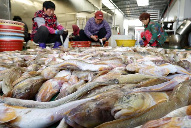 (251201) -- SHIJIAZHUANG, Dec. 1, 2025 (Xinhua) -- The locals process fish in Heiyanzi Town in Fengnan District of Tangshan City, north China's Hebei Province, Nov. 30, 2025. Fishermen take advantage of the fine weather to process and dry fish, shrimp and other seafood to supply the market. (Xinhua/Yang Shiyao)