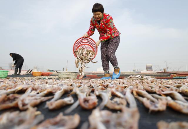 (251201) -- SHIJIAZHUANG, Dec. 1, 2025 (Xinhua) -- The locals air fish in Heiyanzi Town in Fengnan District of Tangshan City, north China's Hebei Province, Nov. 30, 2025. Fishermen take advantage of the fine weather to process and dry fish, shrimp and other seafood to supply the market. (Xinhua/Yang Shiyao)