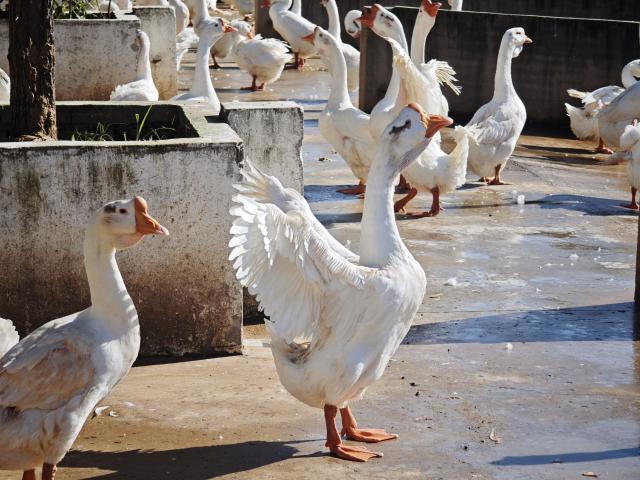 (251201) -- LU'AN, Dec. 1, 2025 (Xinhua) -- This photo taken on Nov. 18, 2025 shows Wanxi White Geese bred in a local ecological agriculture development company in Lu'an City in east China's Anhui Province. By harnessing AI and automation, Lu'an City in east China's Anhui Province, a historic goose-breeding hub, has transformed itself into a key global supplier of feathers -- the core raw material for the badminton industry.
   TO GO WITH "Across China: Traditional goose farming city becomes global badminton production base" (Xinhua/Guo Chen)