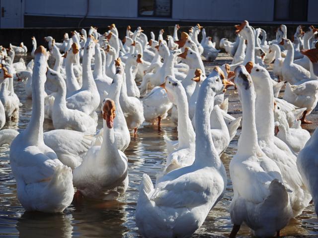(251201) -- LU'AN, Dec. 1, 2025 (Xinhua) -- This photo taken on Nov. 18, 2025 shows Wanxi White Geese bred in a local ecological agriculture development company in Lu'an City in east China's Anhui Province. By harnessing AI and automation, Lu'an City in east China's Anhui Province, a historic goose-breeding hub, has transformed itself into a key global supplier of feathers -- the core raw material for the badminton industry.
   TO GO WITH "Across China: Traditional goose farming city becomes global badminton production base" (Xinhua/Guo Chen)