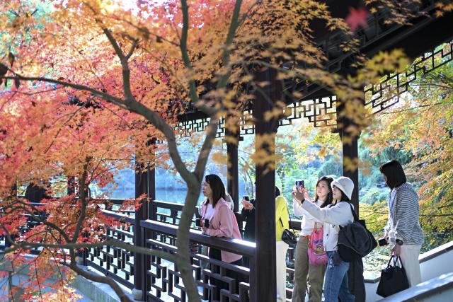 (251202) -- BEIJING, Dec. 2, 2025 (Xinhua) -- Tourists pose for a selfie at a park in Kunshan City, east China's Jiangsu Province, Dec. 1, 2025. (Photo by Wang Xuzhong/Xinhua)