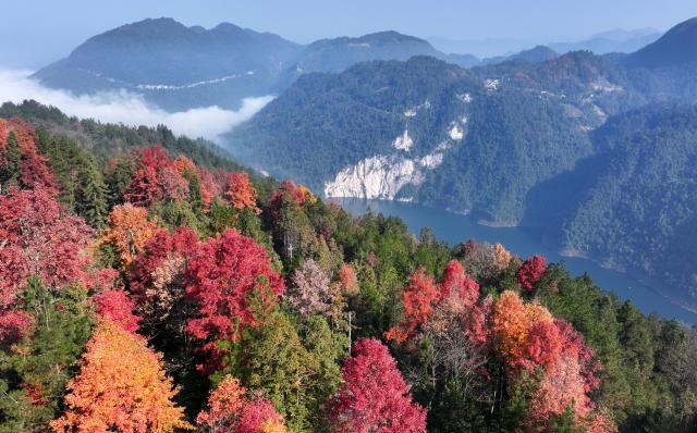 (251202) -- BEIJING, Dec. 2, 2025 (Xinhua) -- An aerial drone photo taken on Dec. 1, 2025 shows a forest in Zhushan Town, Xuan'en County, Enshi Tujia and Miao Autonomous Prefecture, central China's Hubei Province. (Photo by Song Wen/Xinhua)