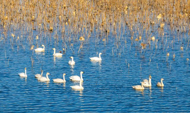 (251202) -- BEIJING, Dec. 2, 2025 (Xinhua) -- A drone photo taken on Dec. 1, 2025 shows birds at the Lixiahe National Wetland Park in Xinghua City, east China's Jiangsu Province. (Photo by Zhou Shegen/Xinhua)