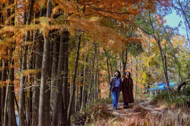 (251202) -- BEIJING, Dec. 2, 2025 (Xinhua) -- Tourists enjoy the scenery in a metasequoia forest in Lanxi City, east China's Zhejiang Province, Dec. 1, 2025. (Photo by Shi Kuanbing/Xinhua)