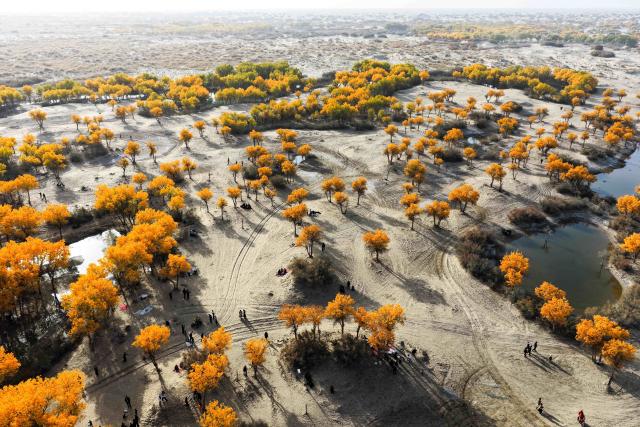 (251203) -- URUMQI, Dec. 3, 2025 (Xinhua) -- An aerial drone photo taken on Oct. 19, 2025 shows tourists enjoying the scenery of populus euphratica forests in Lop County of Hotan Prefecture, northwest China's Xinjiang Uygur Autonomous Region. (Xinhua/Xin Yuewei)