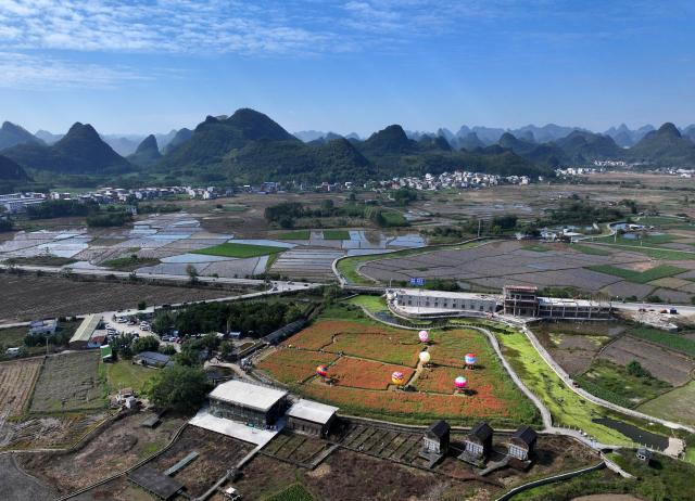 (251203) -- LIUZHOU, Dec. 3, 2025 (Xinhua) -- This aerial drone photo taken on Nov. 23, 2025 shows tourists visiting a lotus garden at Baipeng village in Liujiang District, Liuzhou City, south China's Guangxi Zhuang Autonomous Region. In recent years, Liujiang District of Liuzhou City has leveraged its thriving rural industries and vibrant agricultural economy to expand its tourism business. In the first three quarters of this year, Liujiang District received a total of 5.9975 million visits, a year-on-year increase of 11.16 percent, with tourism-related revenue of 6.006 billion yuan (850.26 million U.S. dollars), up 9.91 percent compared to the same period last year. (Xinhua/Huang Xiaobang)