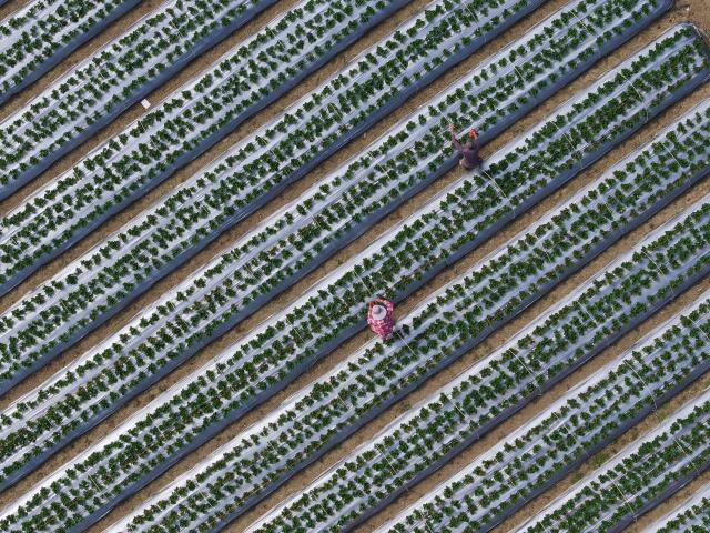 (251203) -- LIUZHOU, Dec. 3, 2025 (Xinhua) -- This aerial drone photo taken on Nov. 23, 2025 shows villagers taking care of strawberries at Baipeng Village, Liujiang District, Liuzhou City, south China's Guangxi Zhuang Autonomous Region. In recent years, Liujiang District of Liuzhou City has leveraged its thriving rural industries and vibrant agricultural economy to expand its tourism business. In the first three quarters of this year, Liujiang District received a total of 5.9975 million visits, a year-on-year increase of 11.16 percent, with tourism-related revenue of 6.006 billion yuan (850.26 million U.S. dollars), up 9.91 percent compared to the same period last year. (Xinhua/Huang Xiaobang)