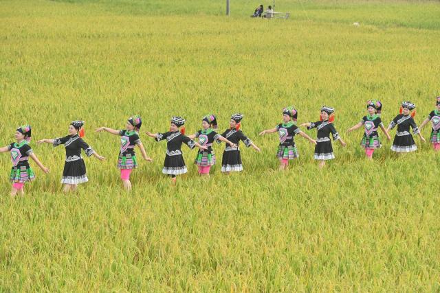(251203) -- LIUZHOU, Dec. 3, 2025 (Xinhua) -- Tourists have fun at a field in Silang Village, Liujiang District, Liuzhou City, south China's Guangxi Zhuang Autonomous Region, Nov. 1, 2025. In recent years, Liujiang District of Liuzhou City has leveraged its thriving rural industries and vibrant agricultural economy to expand its tourism business. In the first three quarters of this year, Liujiang District received a total of 5.9975 million visits, a year-on-year increase of 11.16 percent, with tourism-related revenue of 6.006 billion yuan (850.26 million U.S. dollars), up 9.91 percent compared to the same period last year. (Xinhua/Huang Xiaobang)