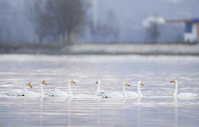 (251204) -- HUALONG, Dec. 4, 2025 (Xinhua) -- Swans are seen at the bank of the Yellow River in Hualong Hui Autonomous County of Haidong City, northwest China's Qinghai Province, Dec. 2, 2025. Nearly 100 migratory swans flied to the wetland to spend the winter. (Xinhua/Qi Zhiyue)