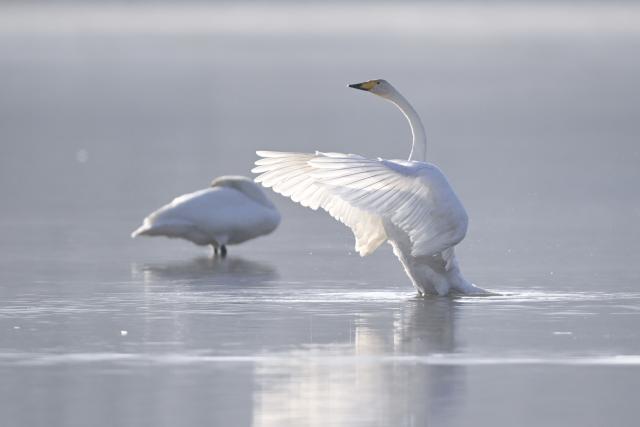 (251204) -- HUALONG, Dec. 4, 2025 (Xinhua) -- Swans are seen at the bank of the Yellow River in Hualong Hui Autonomous County of Haidong City, northwest China's Qinghai Province, Dec. 3, 2025. Nearly 100 migratory swans flied to the wetland to spend the winter. (Xinhua/Qi Zhiyue)