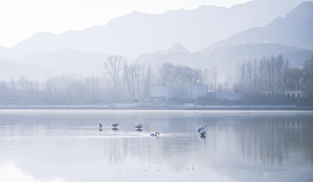 (251204) -- HUALONG, Dec. 4, 2025 (Xinhua) -- Swans are seen at the bank of the Yellow River in Hualong Hui Autonomous County of Haidong City, northwest China's Qinghai Province, Dec. 3, 2025. Nearly 100 migratory swans flied to the wetland to spend the winter. (Xinhua/Qi Zhiyue)