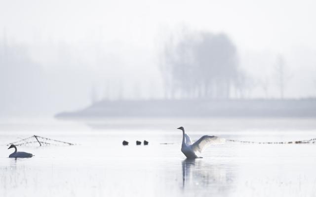 (251204) -- HUALONG, Dec. 4, 2025 (Xinhua) -- Swans are seen at the bank of the Yellow River in Hualong Hui Autonomous County of Haidong City, northwest China's Qinghai Province, Dec. 3, 2025. Nearly 100 migratory swans flied to the wetland to spend the winter. (Xinhua/Qi Zhiyue)