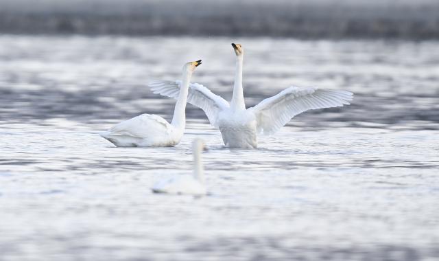 (251204) -- HUALONG, Dec. 4, 2025 (Xinhua) -- Swans are seen at a Yellow River wetland in Hualong Hui Autonomous County of Haidong City, northwest China's Qinghai Province, Dec. 2, 2025. Nearly 100 migratory swans flied to the wetland to spend the winter. (Xinhua/Qi Zhiyue)