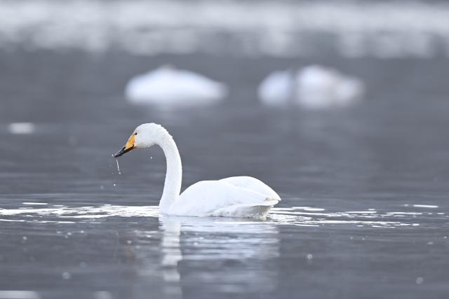 (251204) -- HUALONG, Dec. 4, 2025 (Xinhua) -- A swan is seen at the bank of the Yellow River in Hualong Hui Autonomous County of Haidong City, northwest China's Qinghai Province, Dec. 2, 2025. Nearly 100 migratory swans flied to the wetland to spend the winter. (Xinhua/Qi Zhiyue)