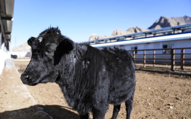(251204) -- LHASA, Dec. 4, 2025 (Xinhua) -- A cloned Zhangmu calf is seen at the Qushui experiment station of the regional-level animal disease prevention and control center in Lhasa, southwest China's Xizang Autonomous Region, Dec. 3, 2025. The Zhangmu is a rare yellow cattle breed native to the Qinghai-Xizang Plateau.
  According to the third national survey of livestock and poultry genetic resources conducted in 2021, there were just 19 heads of Zhangmu cattle in Xizang's Xigaze City.
  To urgently bring these animals back from the brink of extinction, relevant departments and local authorities in China established a working group to protect the existing cattle, preserve their somatic cells, and make clones to increase their population. 
  The cloned female Zhangmu calf was born in May. It has now survived for nearly seven months in good health.
  Thanks to the cloning technology and multiple conservation measures, the population of Zhangmu cattle has increased to 37. (Xinhua/Tenzin Nyida)