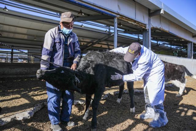 (251204) -- LHASA, Dec. 4, 2025 (Xinhua) -- Two staff members examine a cloned Zhangmu calf at the Qushui experiment station of the regional-level animal disease prevention and control center in Lhasa, southwest China's Xizang Autonomous Region, Dec. 3, 2025. The Zhangmu is a rare yellow cattle breed native to the Qinghai-Xizang Plateau.
  According to the third national survey of livestock and poultry genetic resources conducted in 2021, there were just 19 heads of Zhangmu cattle in Xizang's Xigaze City.
  To urgently bring these animals back from the brink of extinction, relevant departments and local authorities in China established a working group to protect the existing cattle, preserve their somatic cells, and make clones to increase their population. 
  The cloned female Zhangmu calf was born in May. It has now survived for nearly seven months in good health.
  Thanks to the cloning technology and multiple conservation measures, the population of Zhangmu cattle has increased to 37. (Xinhua/Tenzin Nyida)