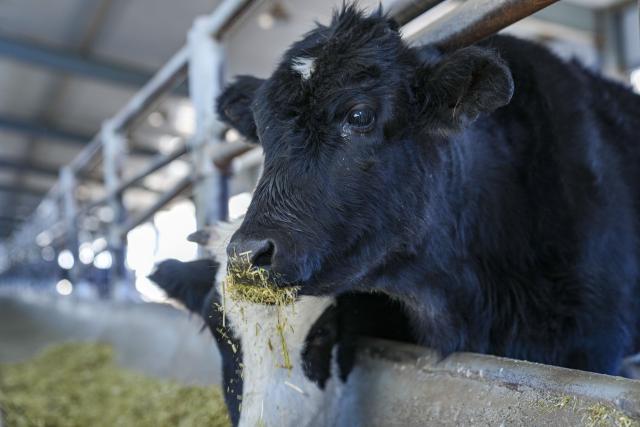(251204) -- LHASA, Dec. 4, 2025 (Xinhua) -- A cloned Zhangmu calf forages at the Qushui experiment station of the regional-level animal disease prevention and control center in Lhasa, southwest China's Xizang Autonomous Region, Dec. 3, 2025. The Zhangmu is a rare yellow cattle breed native to the Qinghai-Xizang Plateau.
  According to the third national survey of livestock and poultry genetic resources conducted in 2021, there were just 19 heads of Zhangmu cattle in Xizang's Xigaze City.
  To urgently bring these animals back from the brink of extinction, relevant departments and local authorities in China established a working group to protect the existing cattle, preserve their somatic cells, and make clones to increase their population. 
  The cloned female Zhangmu calf was born in May. It has now survived for nearly seven months in good health.
  Thanks to the cloning technology and multiple conservation measures, the population of Zhangmu cattle has increased to 37. (Xinhua/Tenzin Nyida)