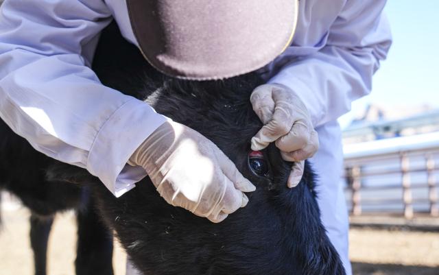 (251204) -- LHASA, Dec. 4, 2025 (Xinhua) -- A staff member checks the eyelids of a cloned Zhangmu calf at the Qushui experiment station of the regional-level animal disease prevention and control center in Lhasa, southwest China's Xizang Autonomous Region, Dec. 3, 2025. The Zhangmu is a rare yellow cattle breed native to the Qinghai-Xizang Plateau.
  According to the third national survey of livestock and poultry genetic resources conducted in 2021, there were just 19 heads of Zhangmu cattle in Xizang's Xigaze City.
  To urgently bring these animals back from the brink of extinction, relevant departments and local authorities in China established a working group to protect the existing cattle, preserve their somatic cells, and make clones to increase their population. 
  The cloned female Zhangmu calf was born in May. It has now survived for nearly seven months in good health.
  Thanks to the cloning technology and multiple conservation measures, the population of Zhangmu cattle has increased to 37. (Xinhua/Tenzin Nyida)