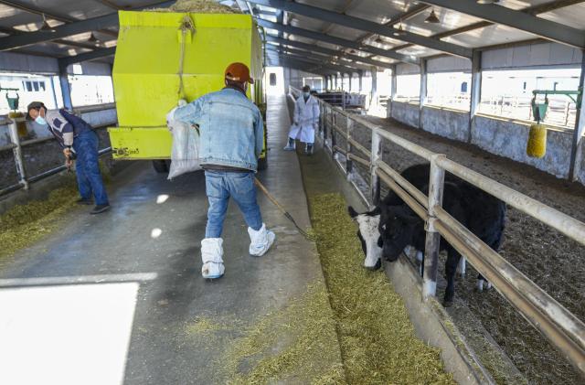 (251204) -- LHASA, Dec. 4, 2025 (Xinhua) -- A staff member feeds the cloned Zhangmu calf (R) at the Qushui experiment station of the regional-level animal disease prevention and control center in Lhasa, southwest China's Xizang Autonomous Region, Dec. 3, 2025. The Zhangmu is a rare yellow cattle breed native to the Qinghai-Xizang Plateau.
  According to the third national survey of livestock and poultry genetic resources conducted in 2021, there were just 19 heads of Zhangmu cattle in Xizang's Xigaze City.
  To urgently bring these animals back from the brink of extinction, relevant departments and local authorities in China established a working group to protect the existing cattle, preserve their somatic cells, and make clones to increase their population. 
  The cloned female Zhangmu calf was born in May. It has now survived for nearly seven months in good health.
  Thanks to the cloning technology and multiple conservation measures, the population of Zhangmu cattle has increased to 37. (Xinhua/Tenzin Nyida)