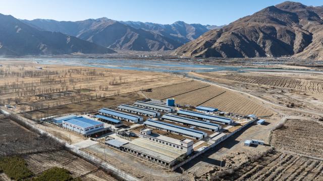 (251204) -- LHASA, Dec. 4, 2025 (Xinhua) -- This aerial drone photo taken on Dec. 3, 2025 shows the Qushui experiment station of the regional-level animal disease prevention and control center in Lhasa, southwest China's Xizang Autonomous Region. The Zhangmu is a rare yellow cattle breed native to the Qinghai-Xizang Plateau.
  According to the third national survey of livestock and poultry genetic resources conducted in 2021, there were just 19 heads of Zhangmu cattle in Xizang's Xigaze City.
  To urgently bring these animals back from the brink of extinction, relevant departments and local authorities in China established a working group to protect the existing cattle, preserve their somatic cells, and make clones to increase their population. 
  The cloned female Zhangmu calf was born in May. It has now survived for nearly seven months in good health.
  Thanks to the cloning technology and multiple conservation measures, the population of Zhangmu cattle has increased to 37. (Xinhua/Tenzin Nyida)