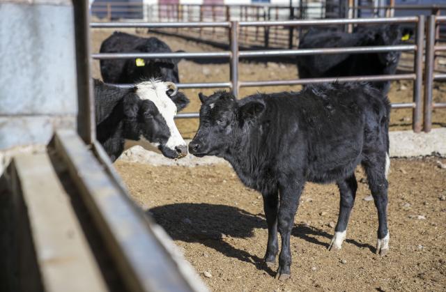 (251204) -- LHASA, Dec. 4, 2025 (Xinhua) -- A cloned Zhangmu calf (R) is seen at the Qushui experiment station of the regional-level animal disease prevention and control center in Lhasa, southwest China's Xizang Autonomous Region, Dec. 3, 2025. The Zhangmu is a rare yellow cattle breed native to the Qinghai-Xizang Plateau.
  According to the third national survey of livestock and poultry genetic resources conducted in 2021, there were just 19 heads of Zhangmu cattle in Xizang's Xigaze City.
  To urgently bring these animals back from the brink of extinction, relevant departments and local authorities in China established a working group to protect the existing cattle, preserve their somatic cells, and make clones to increase their population. 
  The cloned female Zhangmu calf was born in May. It has now survived for nearly seven months in good health.
  Thanks to the cloning technology and multiple conservation measures, the population of Zhangmu cattle has increased to 37. (Xinhua/Tenzin Nyida)
