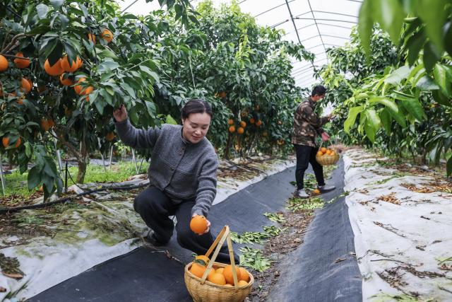 (251204) -- CHANGXING, Dec. 4, 2025 (Xinhua) -- Tourists pick citruses at an orchard in Dongshan Village of Heping Town in Changxing County of Huzhou City, east China's Zhejiang Province, Dec. 4, 2025. In recent years, Heping Town has been promoting the modernization, standardization, professionalization and digitalization of its agricultural industry to effectively improve the quality of local agricultural products. What's more, relying on its modern agricultural resources, Heping Town also strives to develop its rural tourism industry through various activities like fruits leisure picking and vegetable and fruits study and research tours. (Xinhua/Xu Yu)