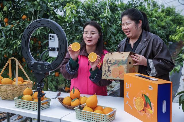 (251204) -- CHANGXING, Dec. 4, 2025 (Xinhua) -- A volunteer (L) and a fruit grower promote local citruses via live-streaming at an orchard in Dongshan Village of Heping Town in Changxing County of Huzhou City, east China's Zhejiang Province, Dec. 4, 2025. In recent years, Heping Town has been promoting the modernization, standardization, professionalization and digitalization of its agricultural industry to effectively improve the quality of local agricultural products. What's more, relying on its modern agricultural resources, Heping Town also strives to develop its rural tourism industry through various activities like fruits leisure picking and vegetable and fruits study and research tours. (Xinhua/Xu Yu)