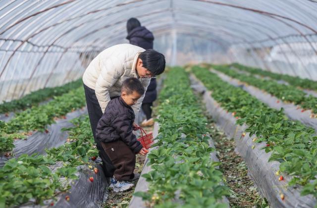 (251204) -- CHANGXING, Dec. 4, 2025 (Xinhua) -- Tourists pick strawberries at a farm in Bianminqiao Village of Heping Town in Changxing County of Huzhou City, east China's Zhejiang Province, Dec. 4, 2025. In recent years, Heping Town has been promoting the modernization, standardization, professionalization and digitalization of its agricultural industry to effectively improve the quality of local agricultural products. What's more, relying on its modern agricultural resources, Heping Town also strives to develop its rural tourism industry through various activities like fruits leisure picking and vegetable and fruits study and research tours. (Xinhua/Xu Yu)