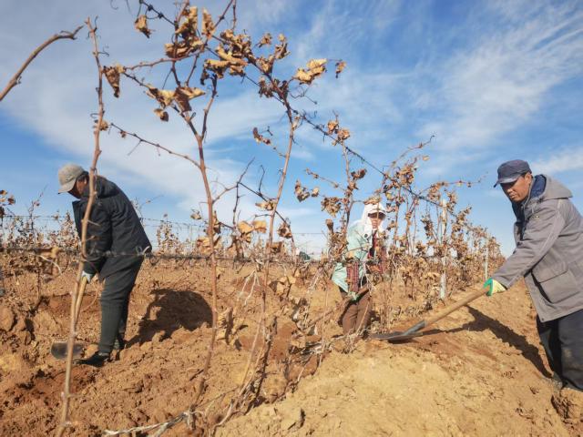 (251204) -- YINCHUAN, Dec. 4, 2025 (Xinhua) -- Wu Zhibing (R) and his workmates press down the soil at a vineyard in Qingtongxia, a key subregion of wine production in northwest China's Ningxia Hui Autonomous Region, Nov. 19, 2025. TO GO WITH "Across China: Golden vines and winter's craft shape the soul of Ningxia wine in NW China" (Xinhua/Xie Jianwen)