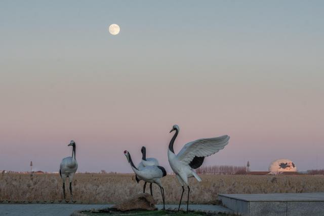 (251204) -- BEIJING, Dec. 4, 2025 (Xinhua) -- A full moon is pictured at Zhalong National Nature Reserve in Qiqihar, northeast China's Heilongjiang Province, Dec. 4, 2025. This year's second-largest full moon to the eyes of lunar observers will appear on Friday morning, but the best viewing time falls on Thursday evening. (Photo by Wang Yonggang/Xinhua)